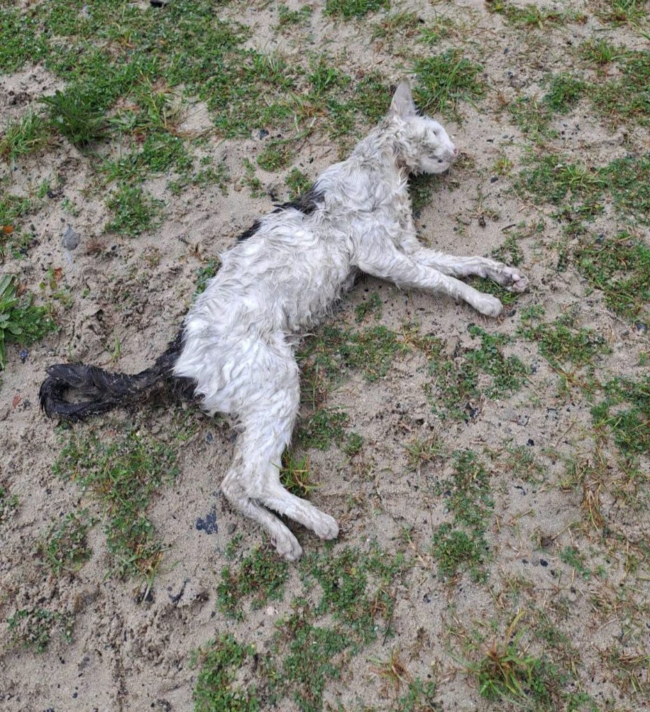 The cats' bodies were deliberately staged near a play park.