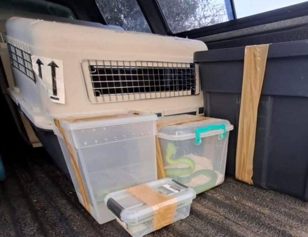 The confiscated snakes were transported to safety.