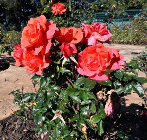 Residents can join winter rose pruning in Durbanville Rose Garden
