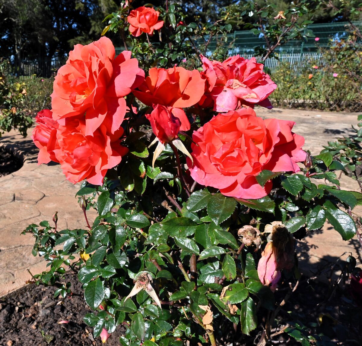 Durbanville Rose Garden contains approximately 4 500 rose bushes