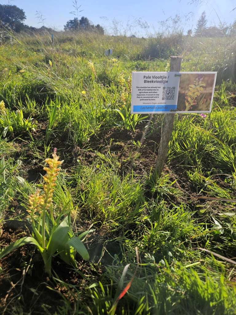 Wildflowers can be viewed during the walk.