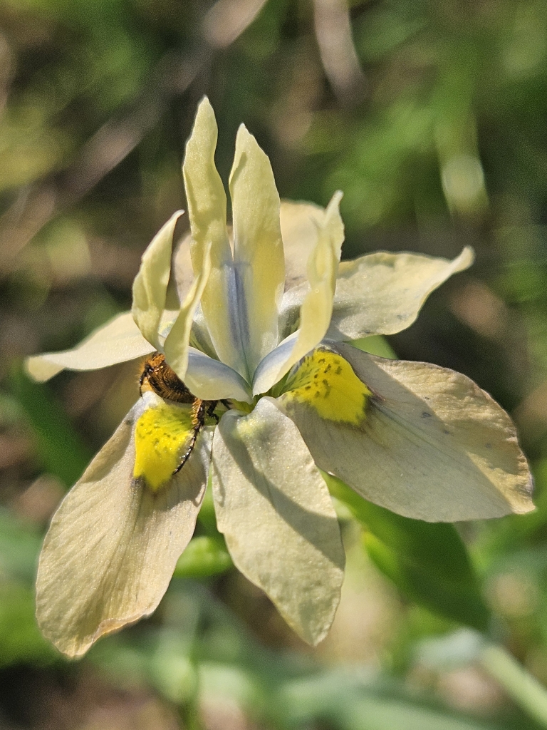 Wildflowers can be viewed during the walk.