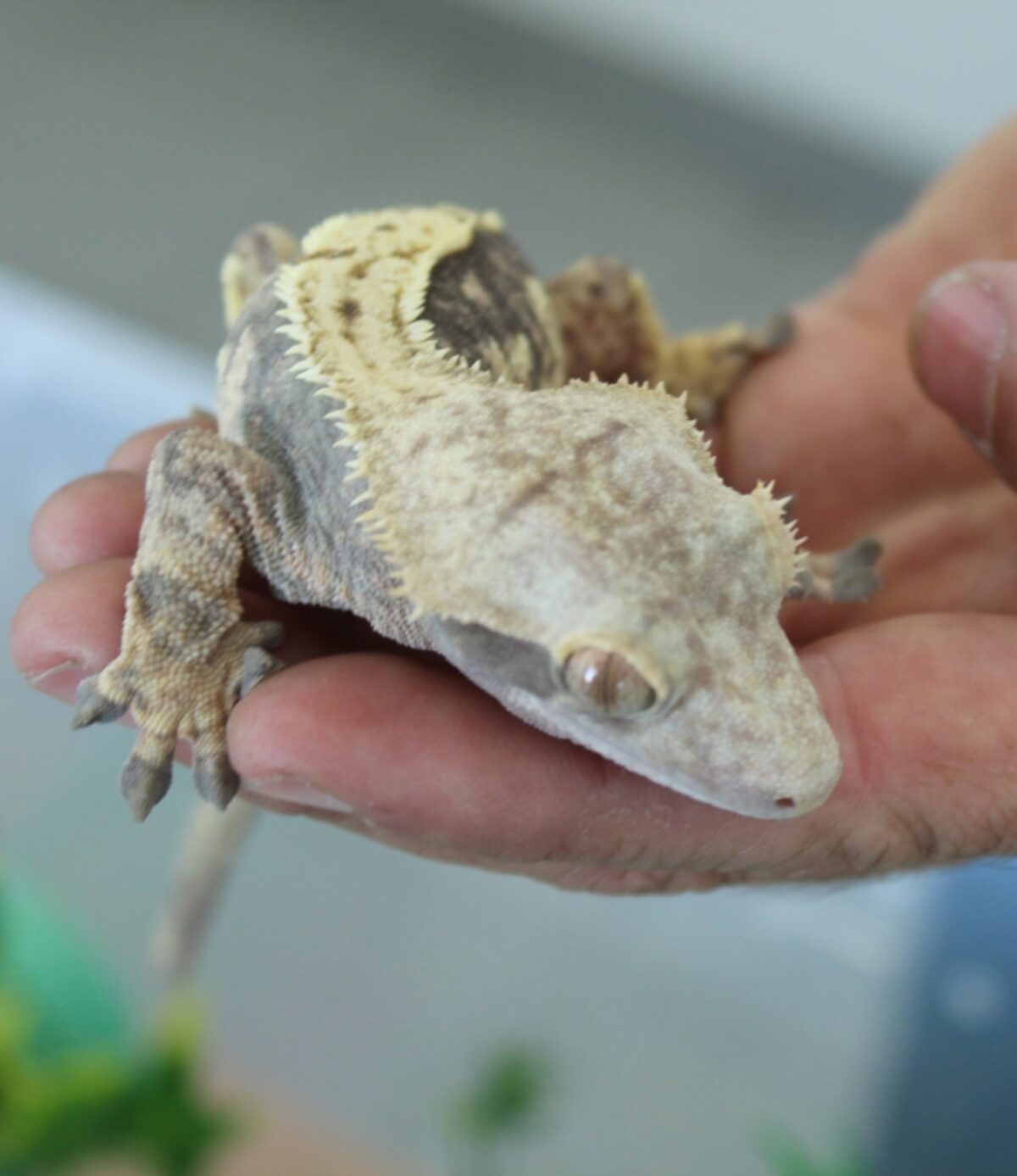 CapeNature welcomes conviction of couple keeping reptiles