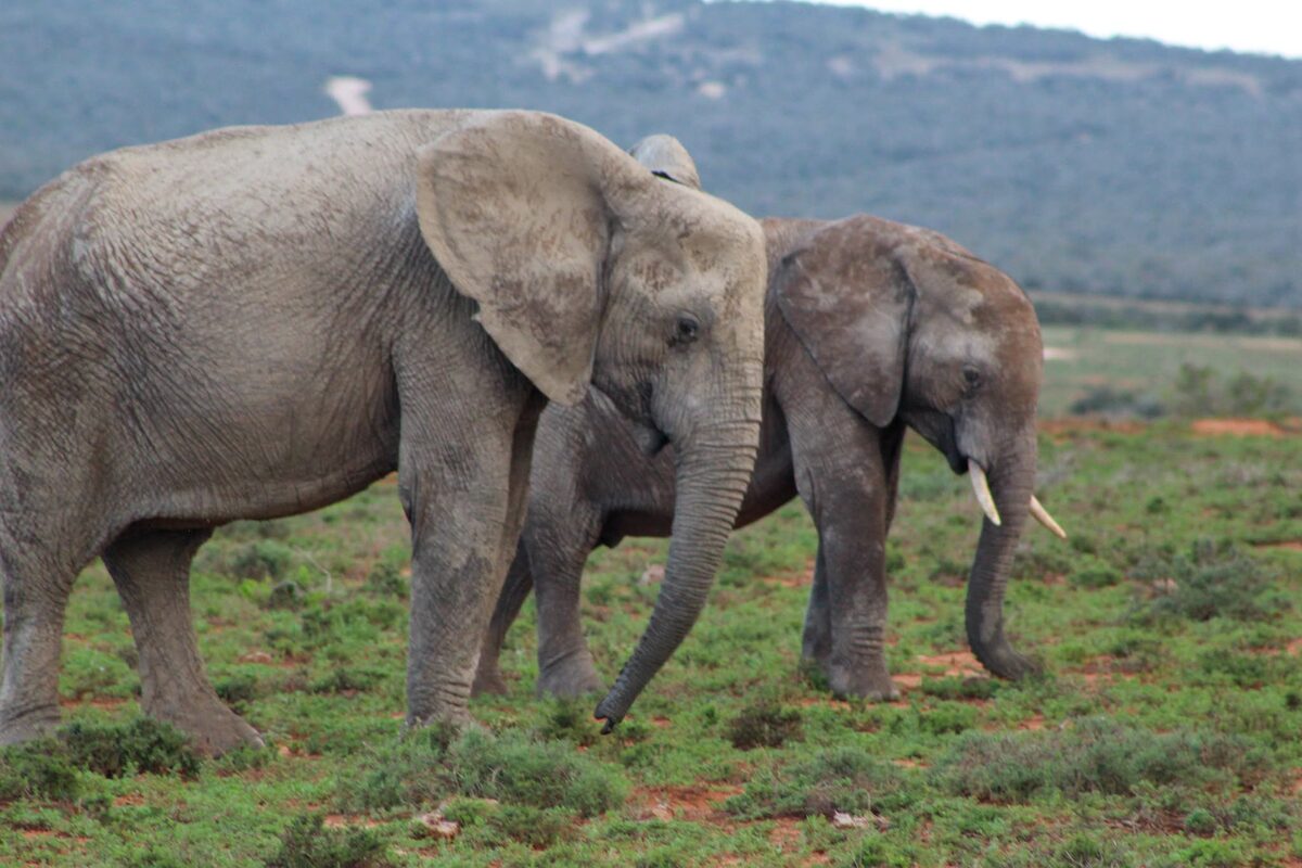 SANParks