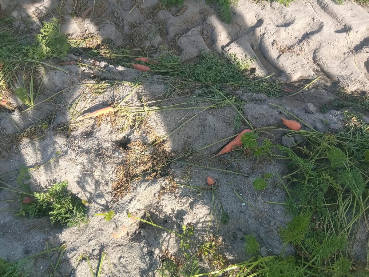 Carrots lie strewn