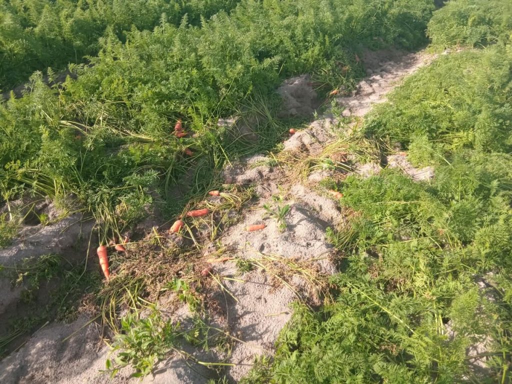 Carrots dropped during a hasty illegal harvesting