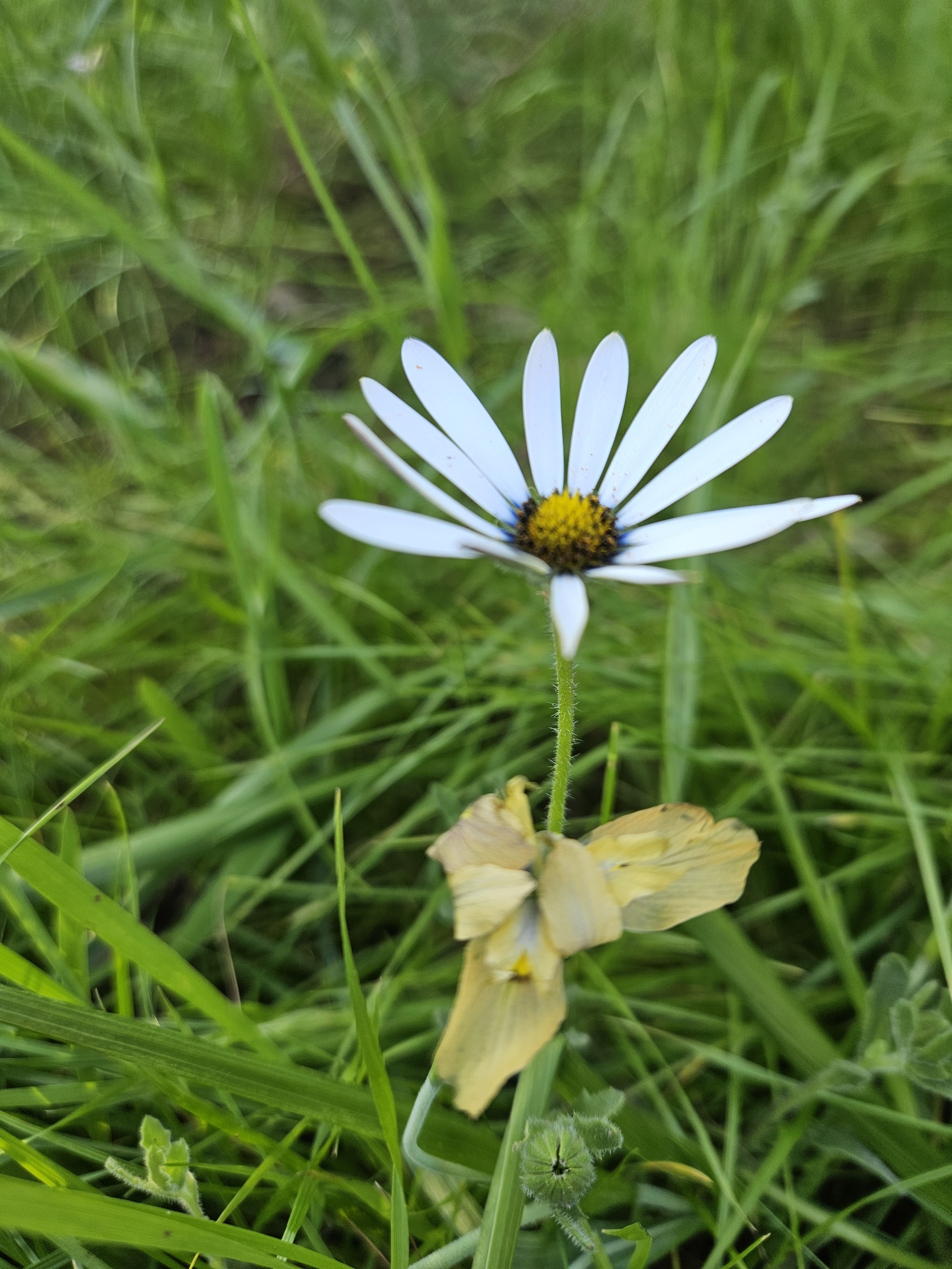 Wildflowers