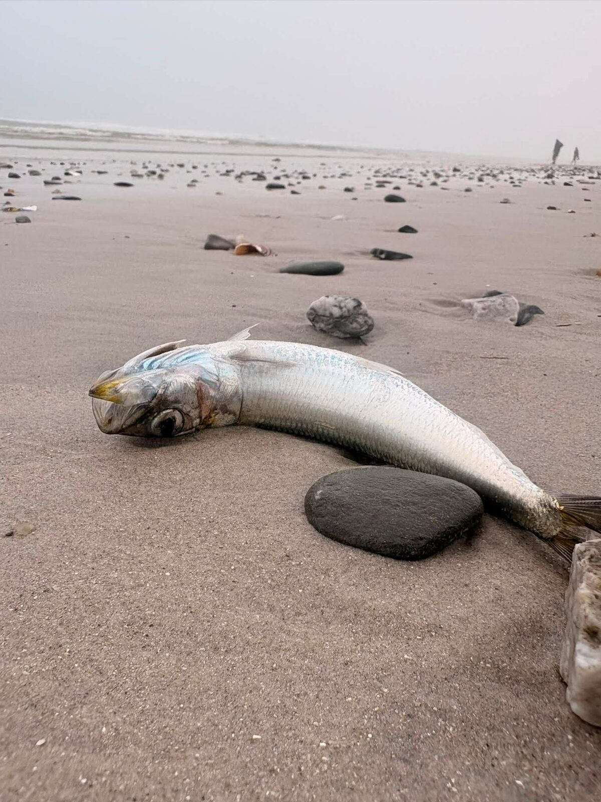 
Beaches around Milnerton and surrounding areas have seen an influx of dead sardines in recent days.