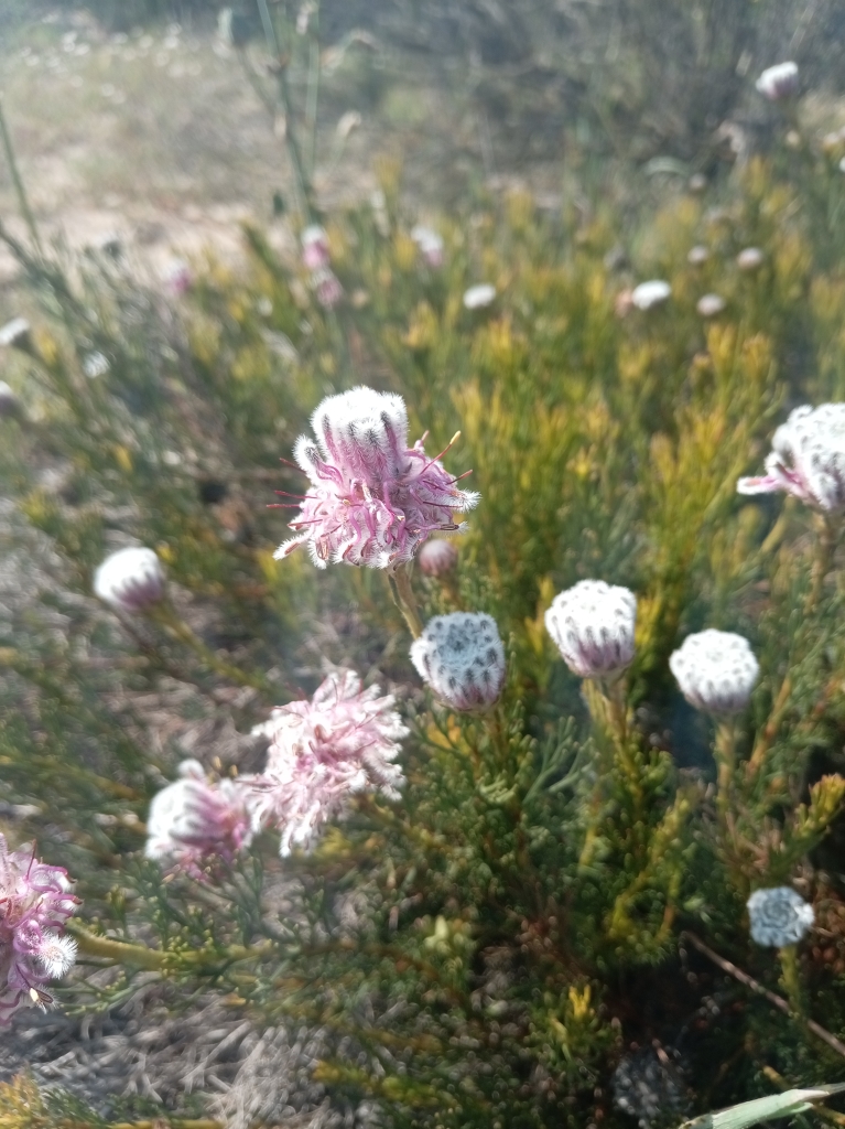 Die rare Spinnekopbos