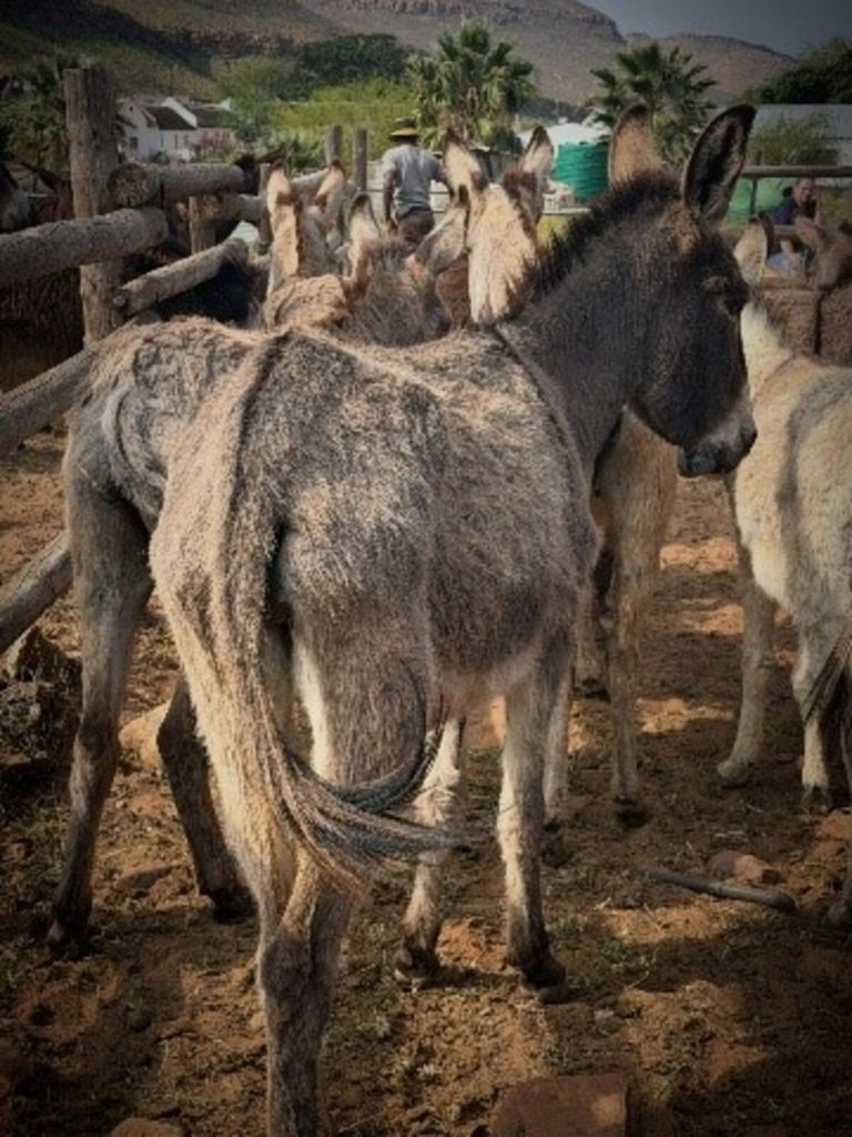 Underweight donkeys before their journey to Karoo Donkey Sanctuary.