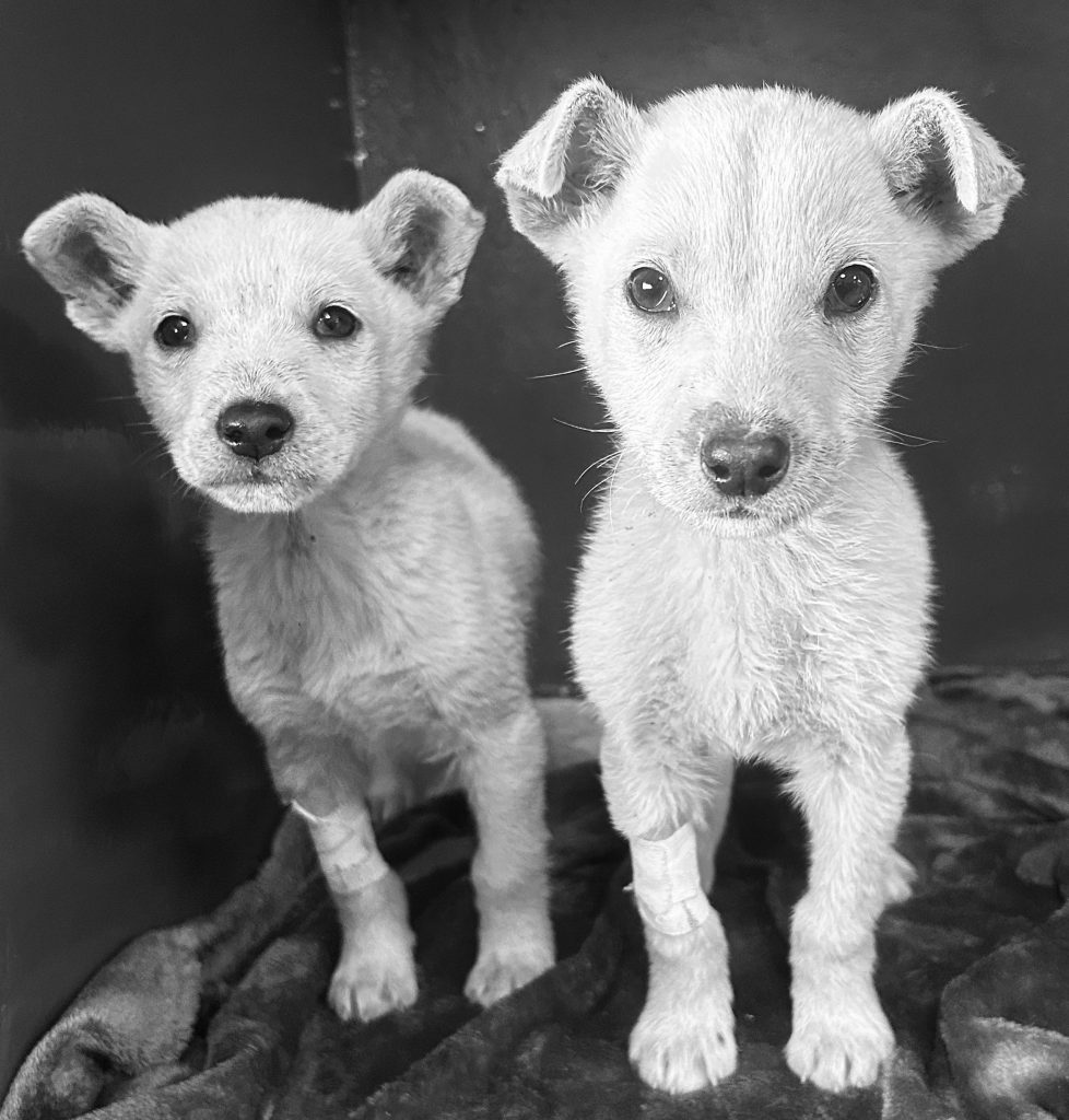 Babahondtjies Foto: AWS