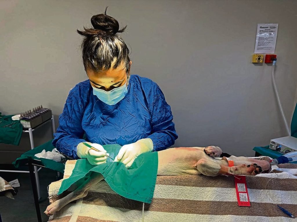 Dr. Zhaneta Stoynova, die AWS se hoofveearts.