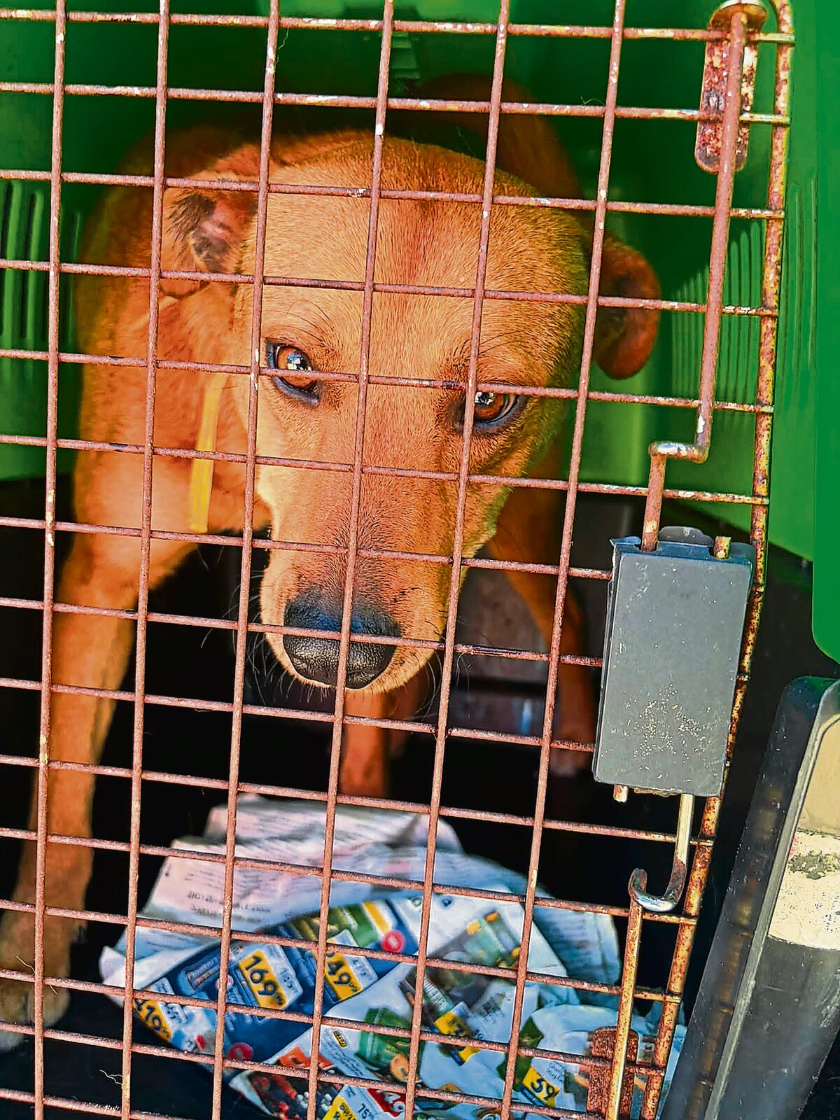 Kalkfontein-hond wat gesteriliseer is.