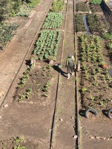 Grow where you are: Brackenfell community garden shares Garden Day message