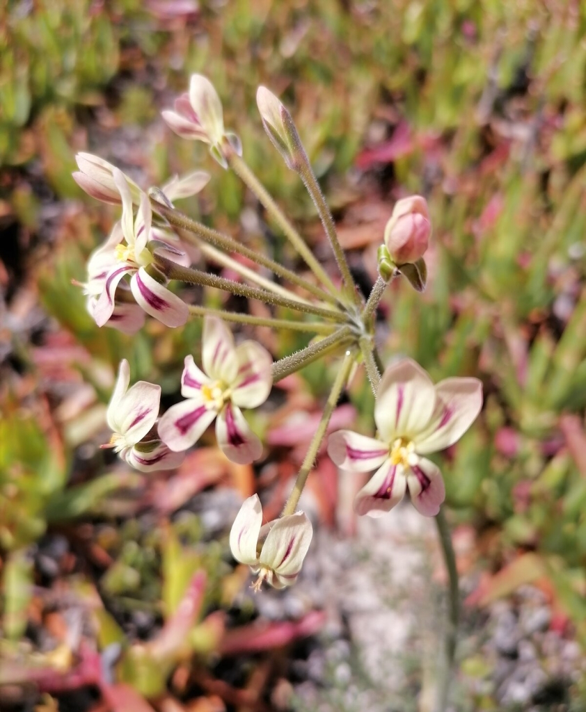 Pelargonium triste, or 'Kaneeltjie'.