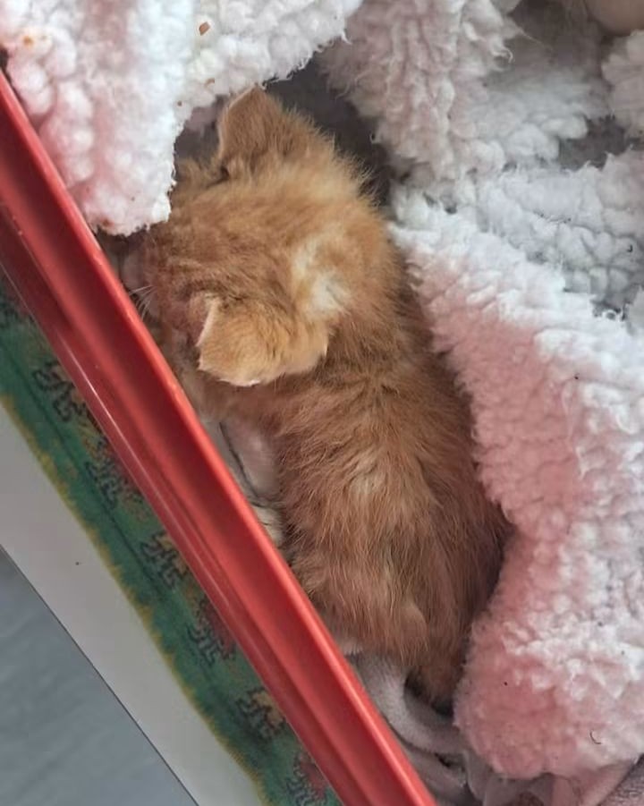 Lucky the Kitten
