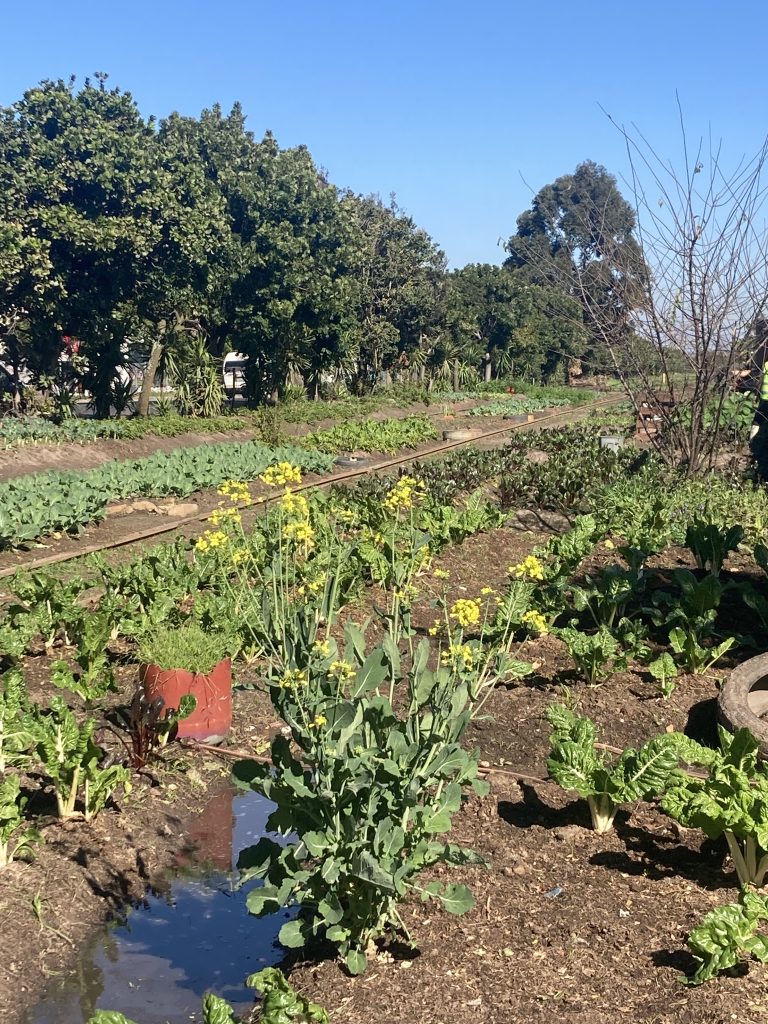 The community-driven initiative produces a rich harvest of organic spinach, cabbage, beetroot, and tomatoes.