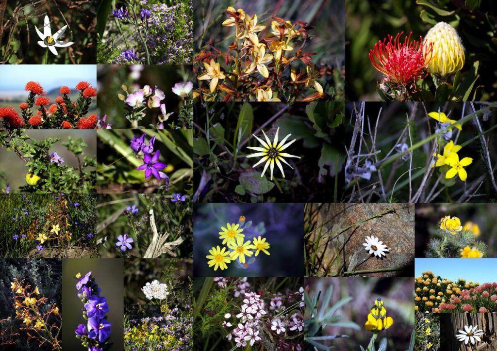 Renosterveld fynbos.