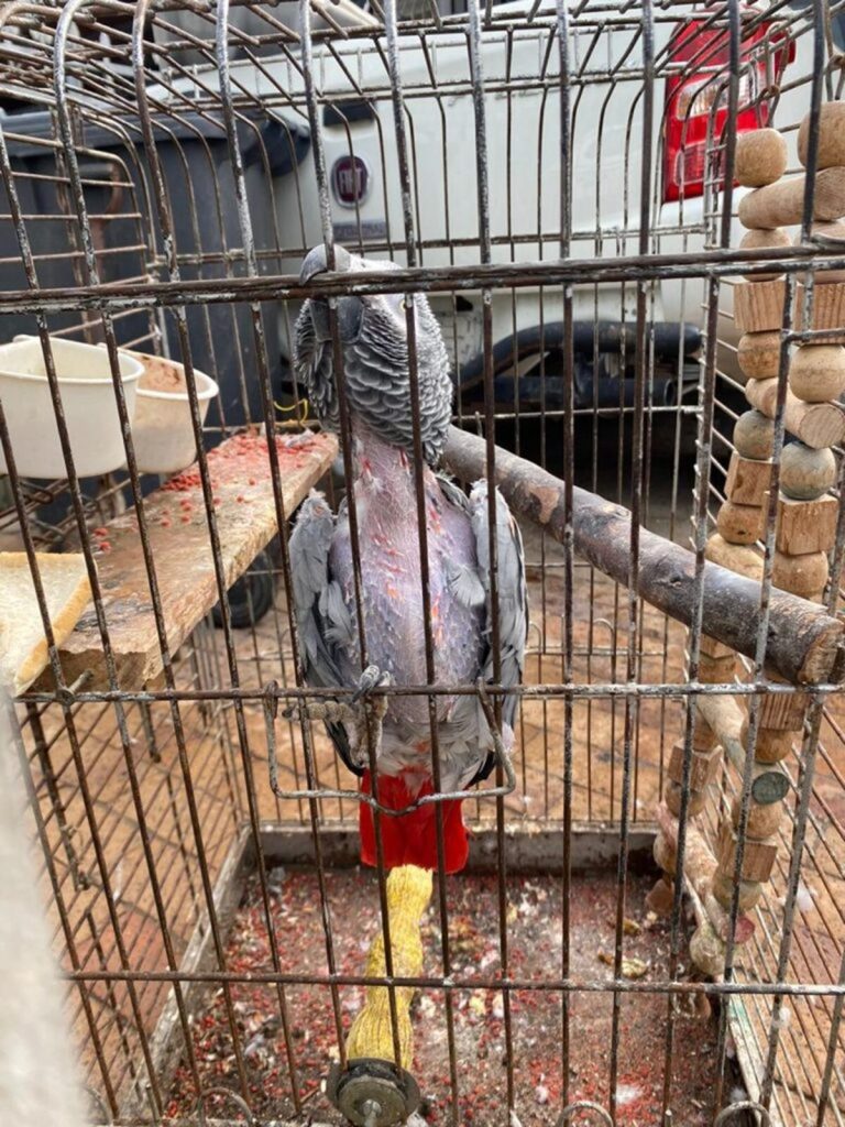 The African Grey Parrot when it was first found in 2024.