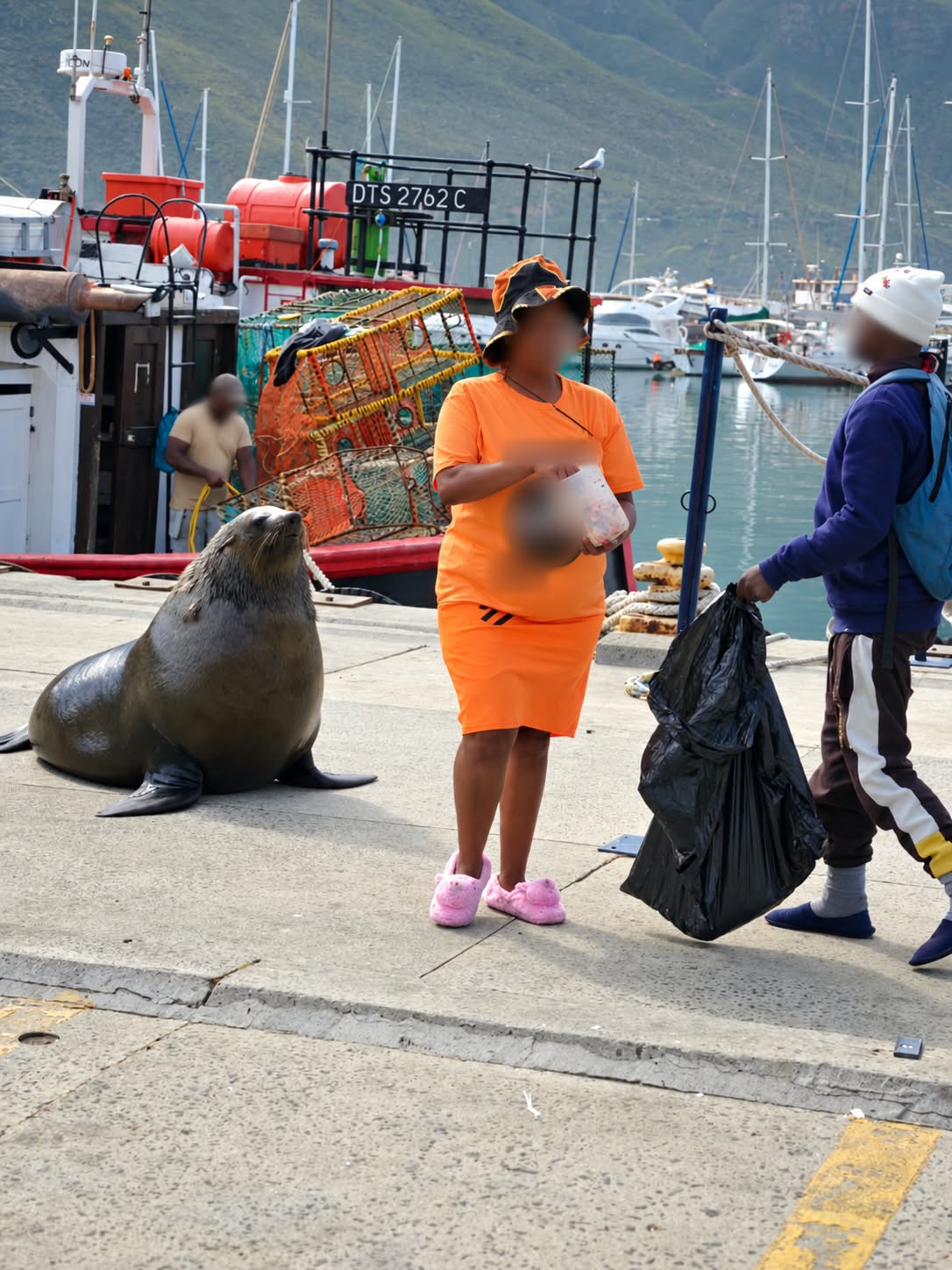 Two suspects arrested over unlawful seal feeding and harassment at Hout Bay Harbour