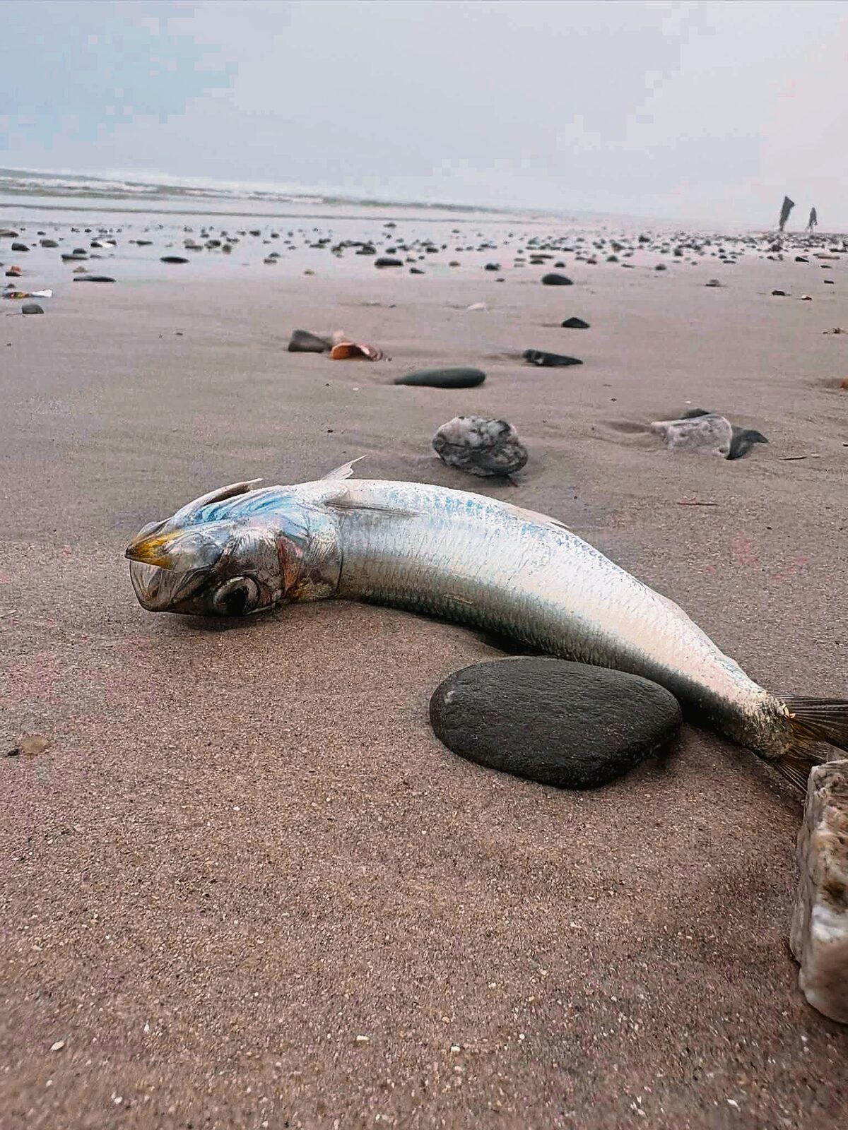 influx of dead sardines