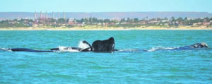 Festival to welcome back whales in Bay