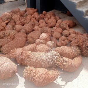 Five suspects appearing in court for possession of cycads