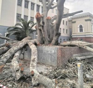 Old Kariega fig tree removal halted