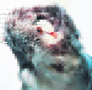 Fancy pigeon show