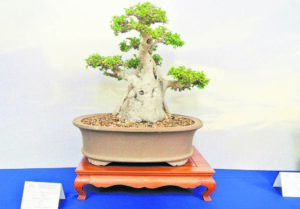 Exquisite bonsai trees at show