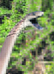 Black Mamba rated one of deadliest snakes