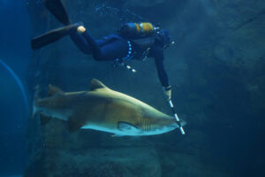 Successful Release of Gen: A Ragged-Tooth Shark’s Journey Home