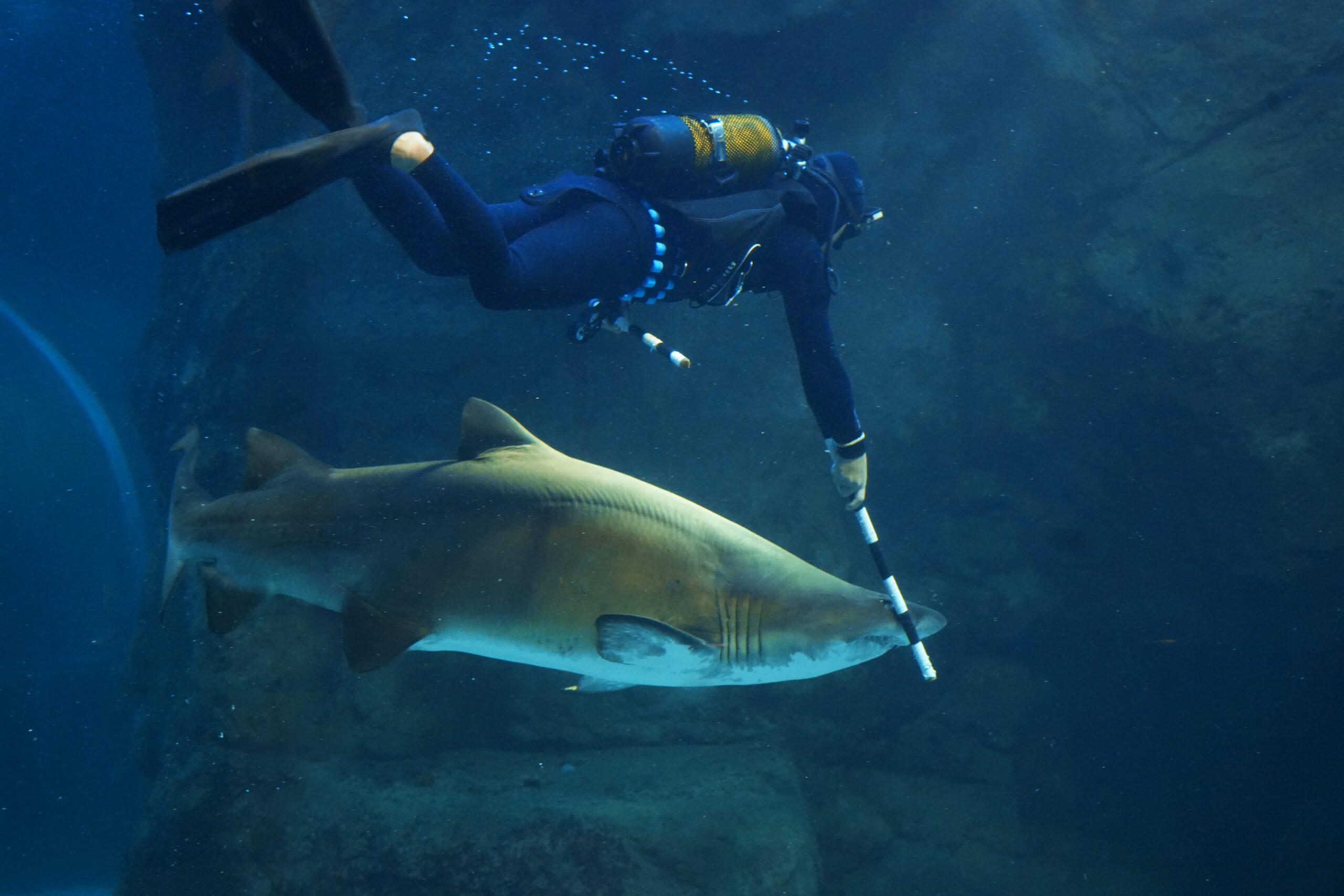 A skilled Two Oceans Aquarium Aquarist gentle guides Gen, a female ragged tooth shark, towards the sling that lifted her out of the Save Our Seas Foundation Shark Exhibit into a quarantine holding pool in preparation for her release.