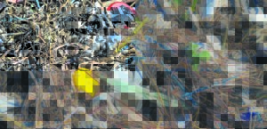 Beach clean-up to collect ‘dirty dozen’