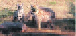Cackle of hyenas on Wildsfees auction
