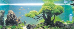 Aquascaping expo held this weekend
