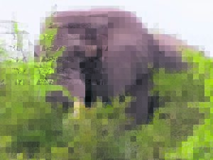 New elephant tusker joins Addo Elephant National Park