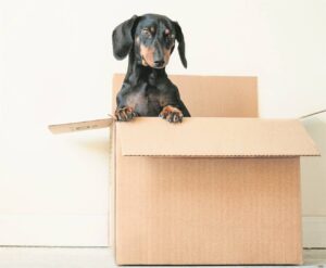 SPCA Uitenhage needs a helping hand