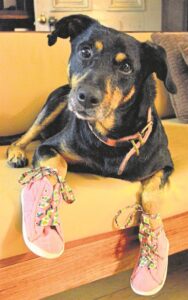 Wear tekkies in aid of SPCA