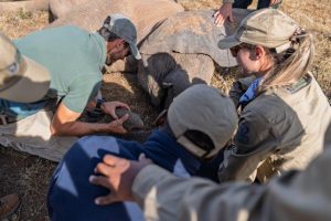 Addo Park completes historic elephant translocation