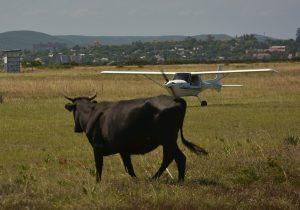 Uitenhage Airfield under threat as cattle roam runways