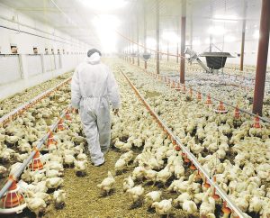 South Africa takes landmark step with first-ever poultry vaccination against bird flu