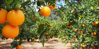The South African citrus industry could see 35 000 jobs lost in the citrus sector alone due to Donald Trump’s step 30% tariff hikes on South African produce.
