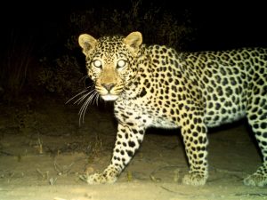 Young leopard dies after being caught in gin traps near Heidelberg