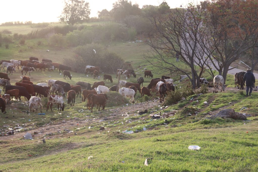 Cattle grazing on Kariega's main entrance road, Union Avenue during peak-hour.