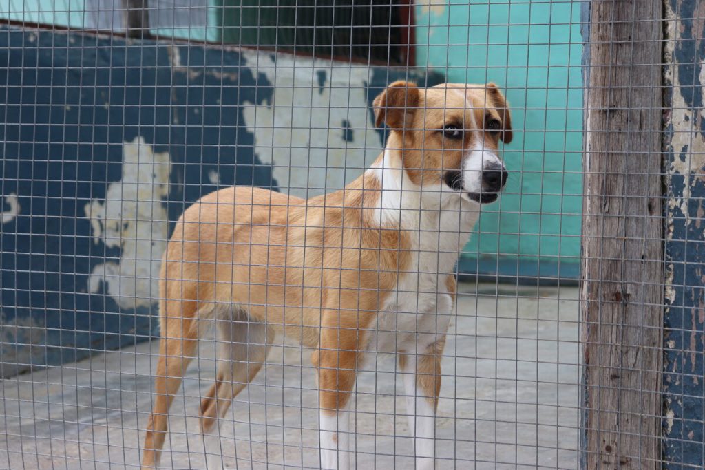 The SPCA Uitenhage said that no animal will be left behind during the move.