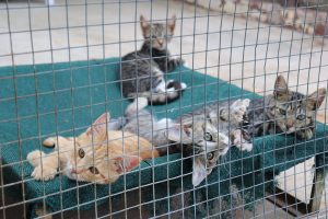 New operator takes over Kariega pound as SPCA transition unfolds