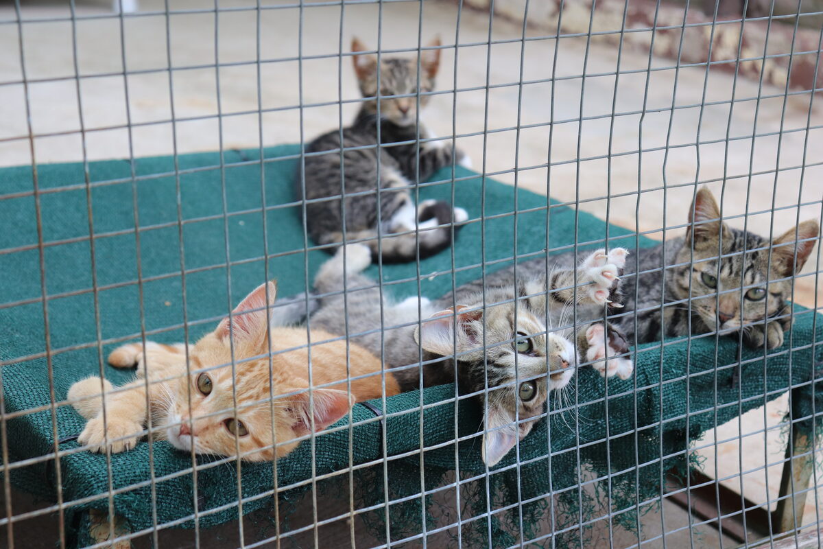Some of the kittens that are in need of a home.