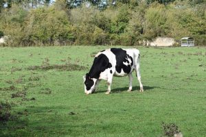 Stray livestock intake paused over Foot and Mouth Disease risk