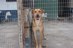 SPCA successfully raised R2.7 million to secure new home